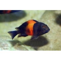 Tropheus Moorii Orange Bemba 