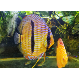 Discus wild heckel