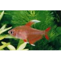 Witvin Tetra 2-2,5cm