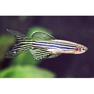 Zebra danio sluier 3-3,5cm