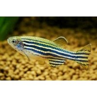 Zebra danio 3-3,5cm