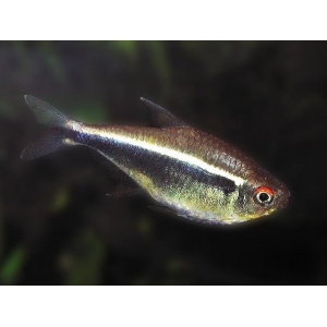 Zwarte neon 2,5cm