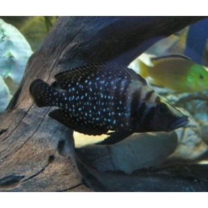 Altolamprologus Calvus Black Pearl 3-4cm