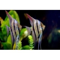 Pterophyllum Altum Peruensis