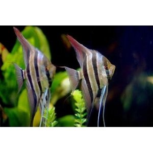 Pterophyllum Altum Peruensis