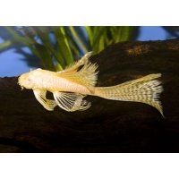 Ancistrus dolichopterus gold longfin