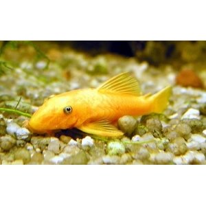 Ancistrus Dolichopterus gold