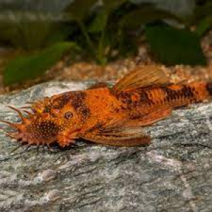 Ancistrus Dolichopterus red black sluier 3-4cm