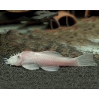 Ancistrus Dolichopterus snow white