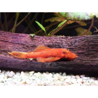 Ancistrus Dolichopterus super red