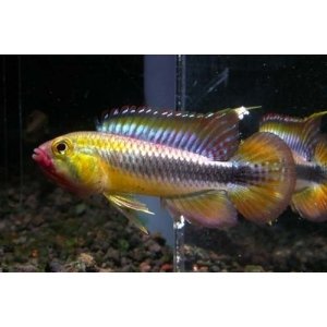 Apistogramma Wilhelmi 2,5-3cm