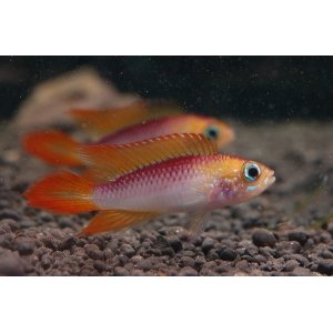 Apistogramma Agassizi fire red