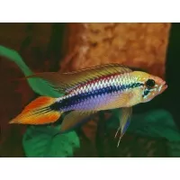 Apistogramma Agassizi gold red 3-4cm Apistogramma Agassizi gold red 3-4cm