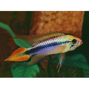 Apistogramma Agassizi gold red 3-4cm