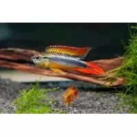 Apistogramma Agassizi red dorsal 3-4,5cm Apistogramma Agassizi red dorsal 3-4,5cm