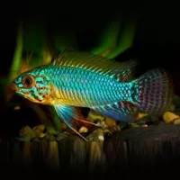 Apistogramma Caetei 3-4cm Apistogramma Caetei 3-4cm