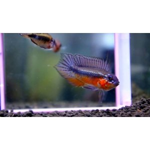 Apistogramma Elizabethae 3-4cm