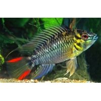 Apistogramma Hoignei 3-4cm