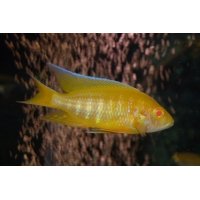 Aulonocara lemon yellow albino