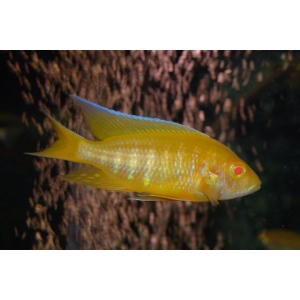 Aulonocara lemon yellow albino