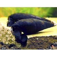 Black Devil Snail 6-7cm