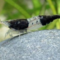 Neocaridina Heteropoda Black Rili 2cm