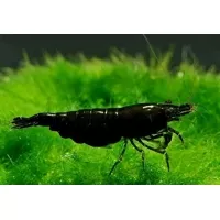 Neocaridina sp. black king kong Neocaridina sp. black king kong