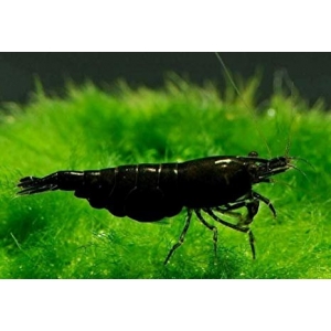 Neocaridina sp. black king kong