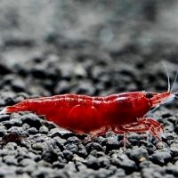 Neocaridina davidi bloody mary 1.5cm