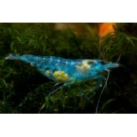 Caridina sp. Blue Jelly 1-1,5cm