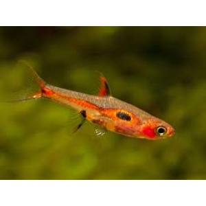 Boraras Merah 1cm