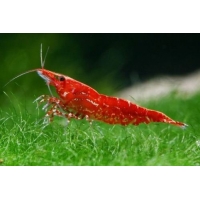 Caridina denticulata Red Sherry 1cm