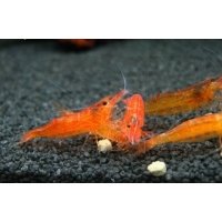 Caridina Propinqua Orange 1-1,5cm