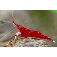 Caridina dennerli Cardinal 1-1,5cm