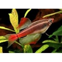 Chinese danio sluier 3cm