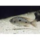 Copadichromis Azureus 7-9cm