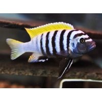 Cynotilapia Afra Jalo 6-7cm