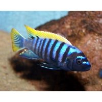 Cynotilapia Afra red dorsal