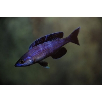 Cyprichromis Leptosoma Moba