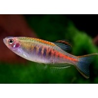 Danio Choprai 2-3cm