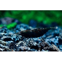 Neocaridina davidi black rose 1.5cm