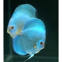 Discus Blue diamond