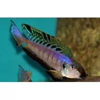 Enantiopus Melanogenys kilesa 5-6cm Enantiopus Melanogenys kilesa 5-6cm