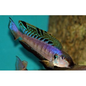 Enantiopus Melanogenys kilesa 5-6cm