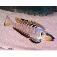 Enantiopus Melanogenys Utinta 4-5cm Enantiopus Melanogenys Utinta 4-5cm
