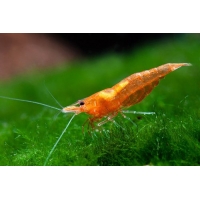 Caridina sp. Fire orange 1-1,5cm Caridina sp. Fire orange 1-1,5cm
