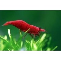 Caridina sp. Fire red 1cm