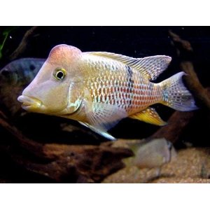 Geophagus Steindachneri 4-5cm