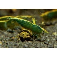 Neocaridina davidi green jade 1.5cm