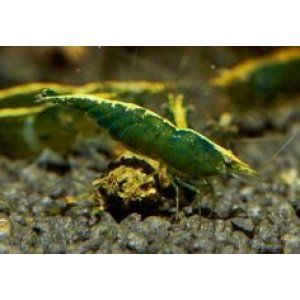 Neocaridina davidi green jade 1.5cm